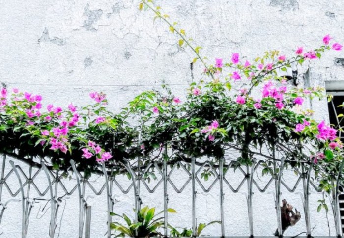 九重葛支架選擇