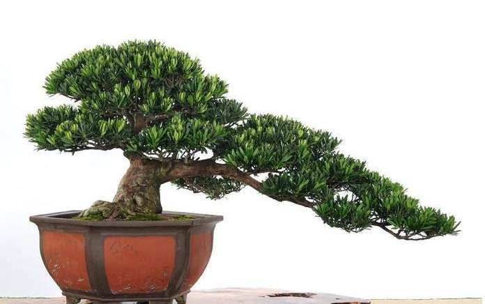 罗汉松养护 罗汉松养护