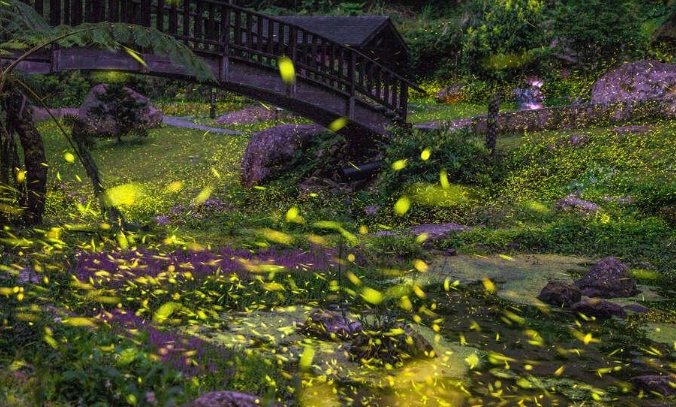 台灣賞螢地點推薦