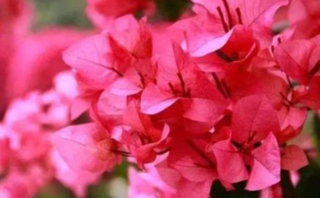 九重葛開花時間