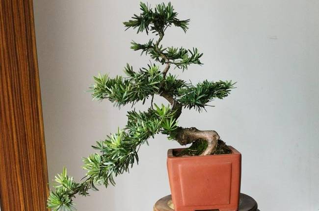 罗汉松种植技巧 罗汉松种植技巧