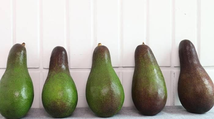 酪梨成熟判斷 酪梨成熟判斷