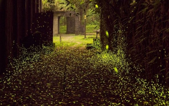 螢火蟲觀賞指南