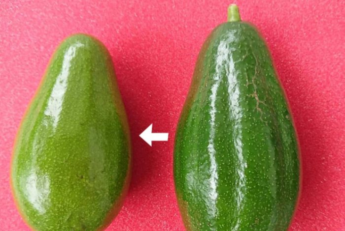 酪梨成熟判斷 酪梨成熟判斷