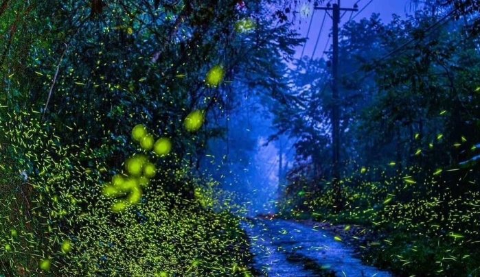 螢火蟲季節住宿