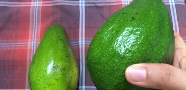 酪梨選購方法 酪梨選購方法