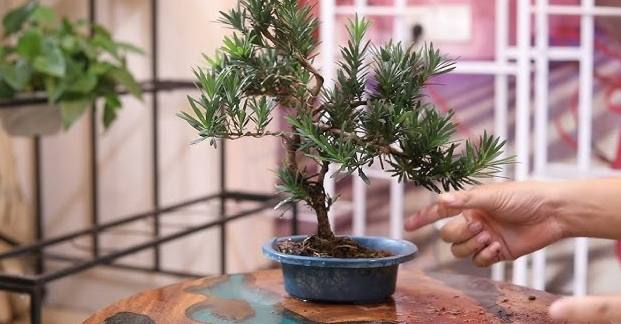 罗汉松种植技巧 罗汉松种植技巧