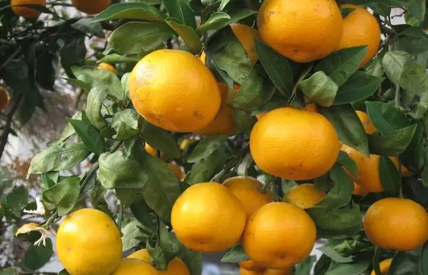 和歌山溫泉推薦