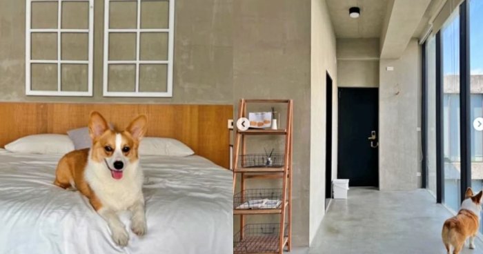 台中西屯區寵物友善住宿