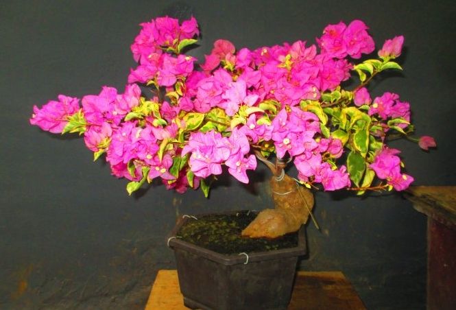 九重葛好種嗎？完整種植指南與常見問題解答