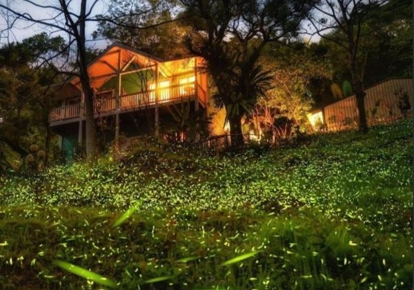 嘉義螢火蟲觀賞指南 嘉義螢火蟲觀賞指南