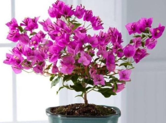 九重葛照顧技巧