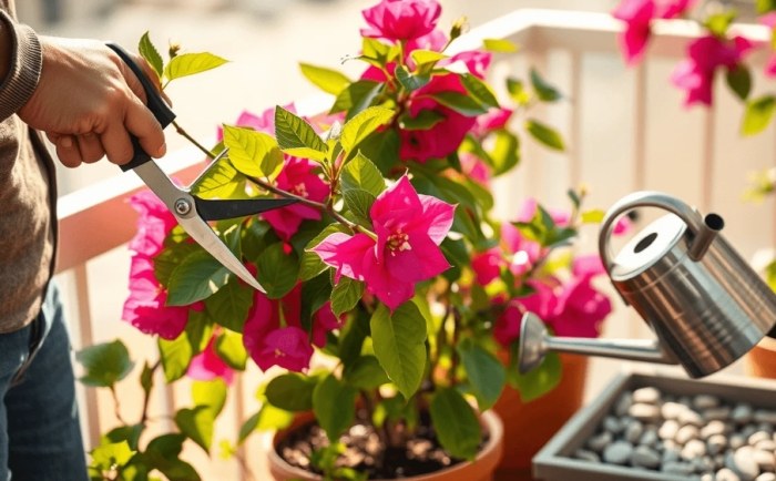 九重葛室內種植