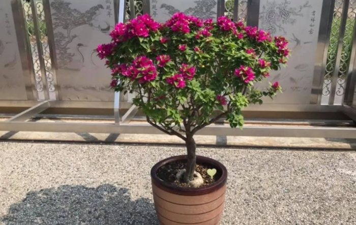 九重葛照顧技巧