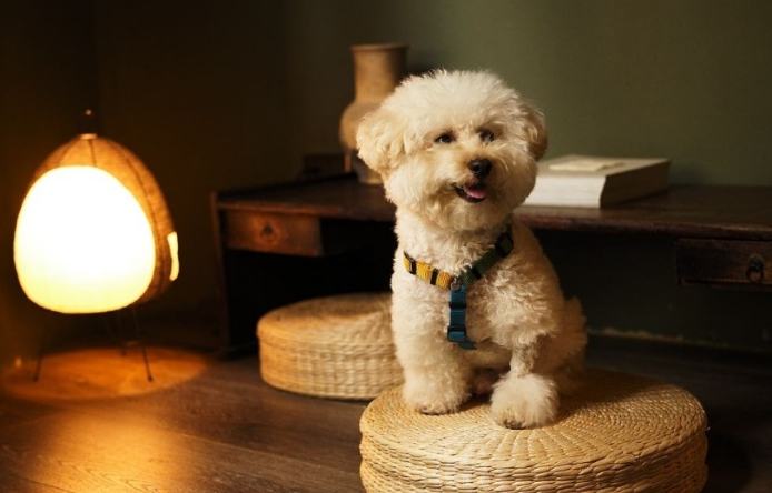 西屯區帶寵物住宿