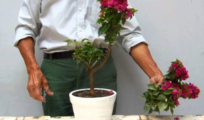 九重葛修剪方法