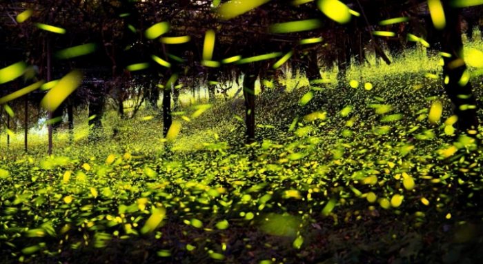 那瑪夏螢火蟲季節