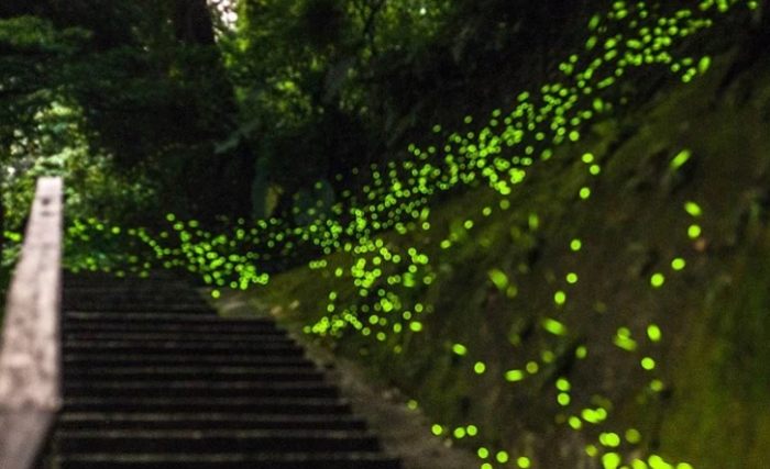 螢火蟲觀賞