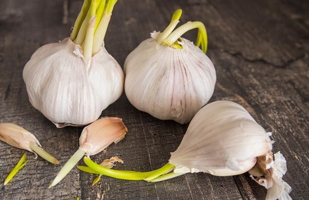 蒜頭發芽原因