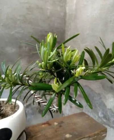 羅漢松品種比較 羅漢松品種比較