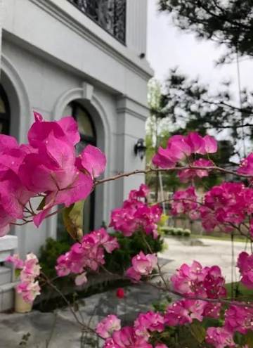 粉九重葛養護 粉九重葛養護