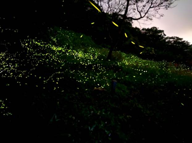 台北螢火蟲地點