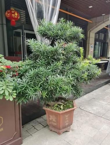 耐陰植物羅漢松 耐陰植物羅漢松