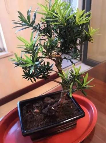 蘭嶼羅漢松照顧 蘭嶼羅漢松照顧