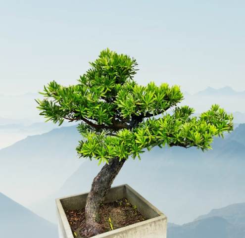 羅漢松養護方法 羅漢松養護方法