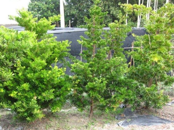 羅漢松修剪技巧 羅漢松修剪技巧