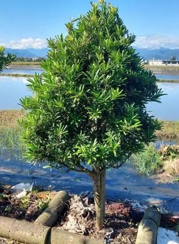 羅漢松木材用途 羅漢松木材用途