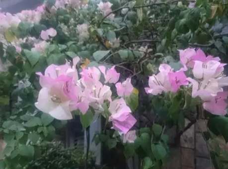 九重葛開花時間 九重葛開花時間