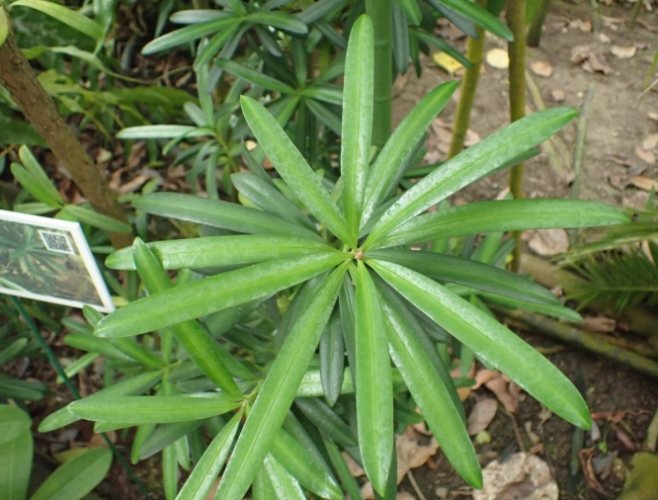 蘭嶼羅漢松種植 蘭嶼羅漢松種植