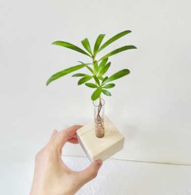 羅漢松種植耐陰 羅漢松種植耐陰