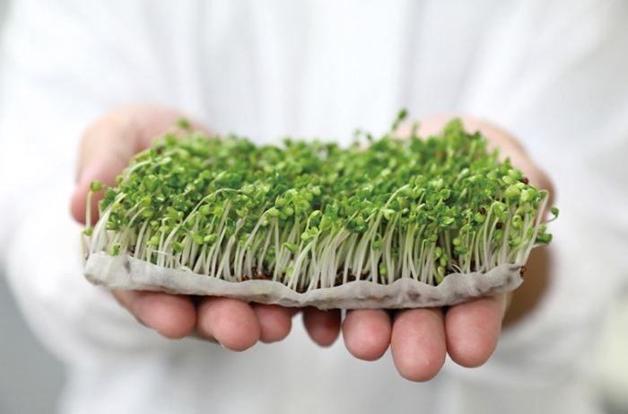 青花椰菜苗營養 青花椰菜苗營養