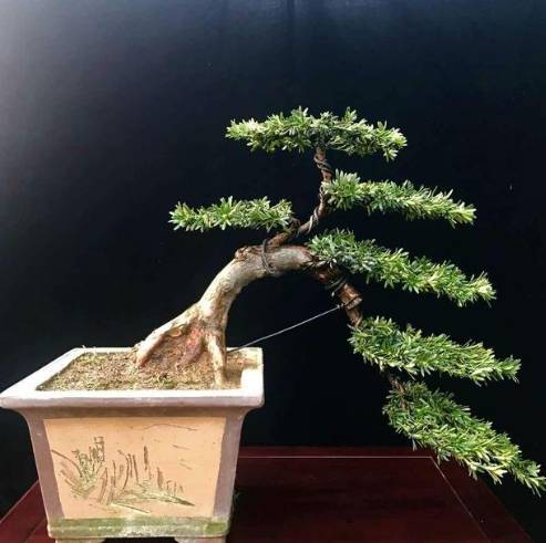 羅漢松樹幹養護 羅漢松樹幹養護