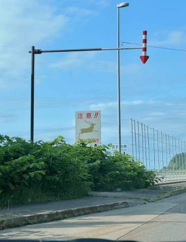 北海道夏天自駕