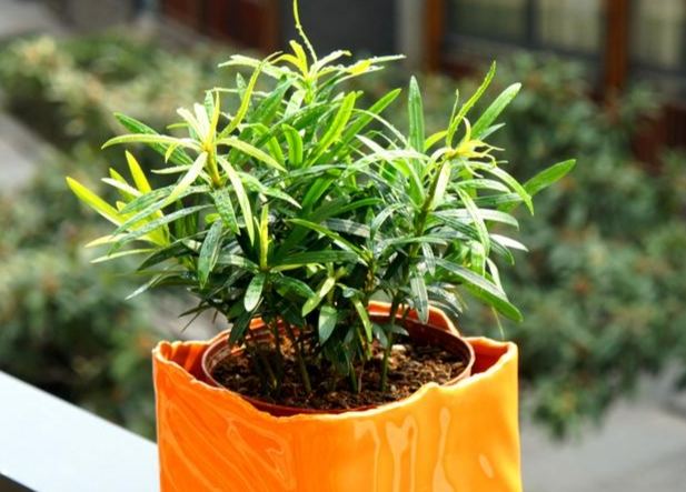 台灣羅漢松栽培 台灣羅漢松栽培