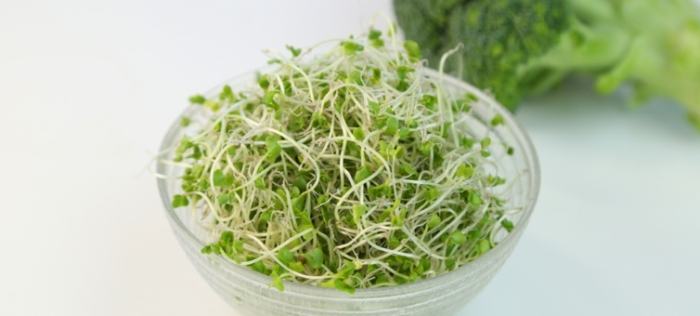 青花椰菜苗種植 青花椰菜苗種植