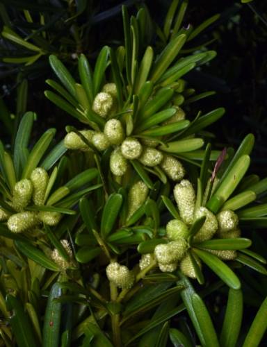 羅漢松養護方法 羅漢松養護方法