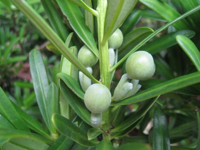 蘭嶼羅漢松種植 蘭嶼羅漢松種植