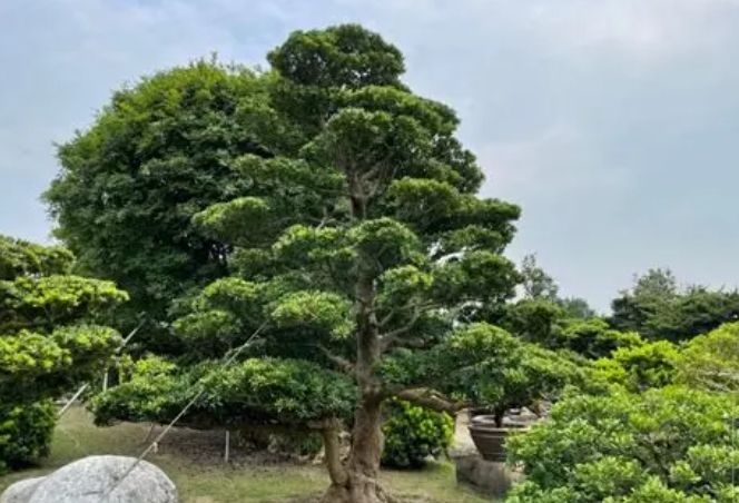 羅漢松樹幹養護 羅漢松樹幹養護