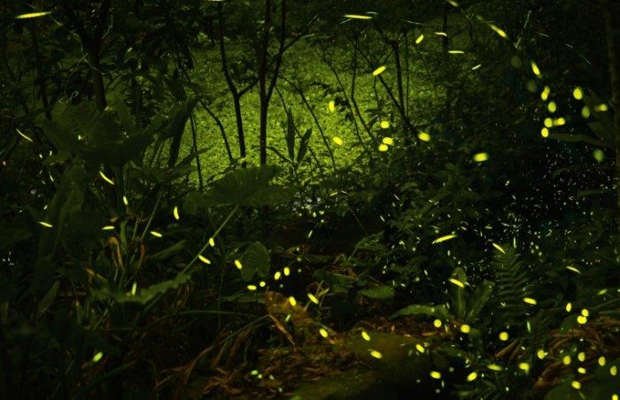 螢火蟲季節
