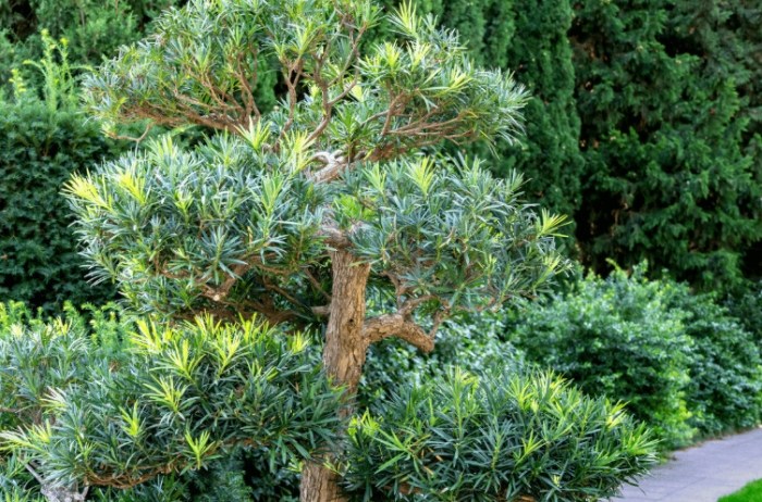 羅漢松修剪技巧 羅漢松修剪技巧