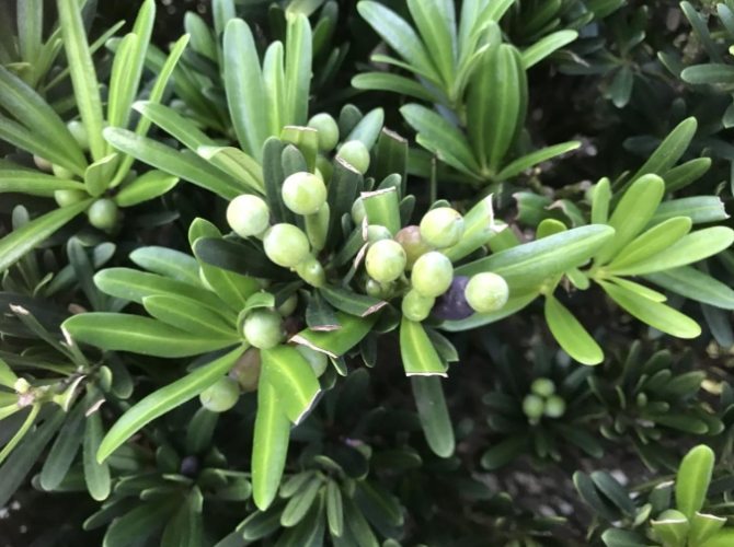 蘭嶼羅漢松種植 蘭嶼羅漢松種植