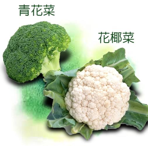 青花椰菜營養價值