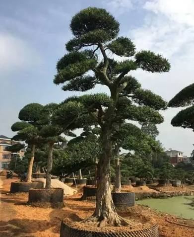 羅漢松木材用途 羅漢松木材用途