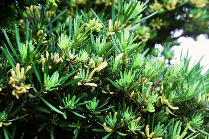 蘭嶼羅漢松照顧 蘭嶼羅漢松照顧