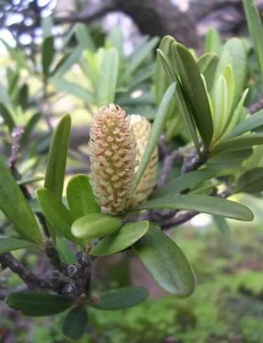 蘭嶼特有植物果實 蘭嶼特有植物果實