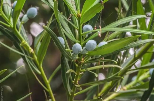 大葉羅漢松 小葉羅漢松 大葉羅漢松 小葉羅漢松